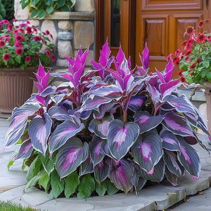 🔥Last Day 49% OFF-Premium Rare Hosta Seeds🌿Shade-Tolerant Plant