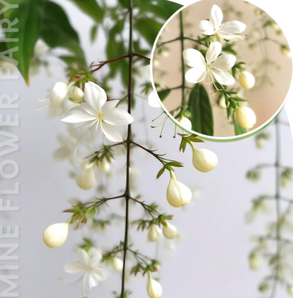 🌸 Last Day 49% OFF – Winter-Friendly Hanging Jasmine—Dreamy Indoor Flower🌿❄️