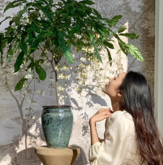 🌸 Last Day 49% OFF – Winter-Friendly Hanging Jasmine—Dreamy Indoor Flower🌿❄️