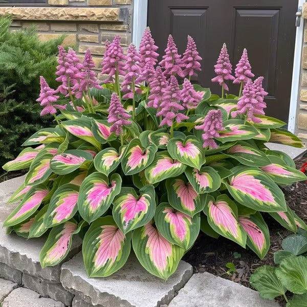 🔥Last Day 49% OFF-Premium Rare Hosta Seeds🌿Shade-Tolerant Plant