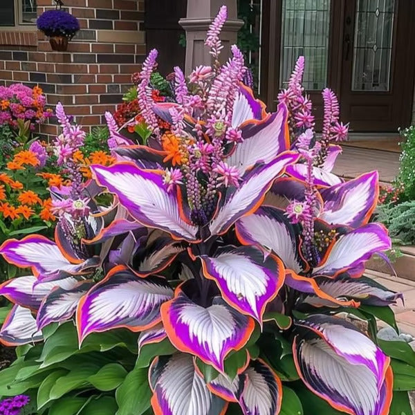 🔥Last Day 49% OFF-Premium Rare Hosta Seeds🌿Shade-Tolerant Plant