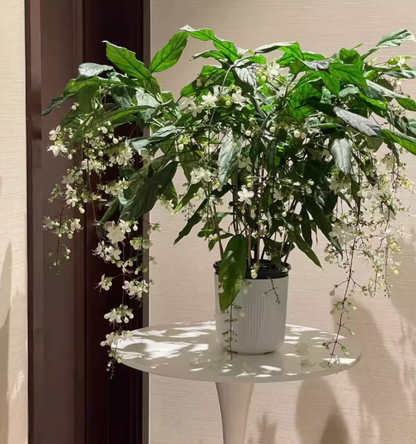 🌸 Last Day 49% OFF – Winter-Friendly Hanging Jasmine—Dreamy Indoor Flower🌿❄️