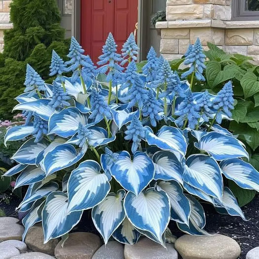 🔥Last Day 49% OFF-Premium Rare Hosta Seeds🌿Shade-Tolerant Plant