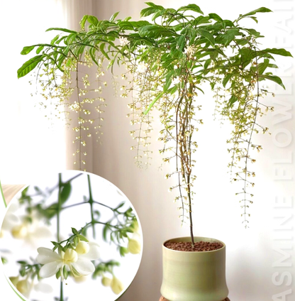 🌸 Last Day 49% OFF – Winter-Friendly Hanging Jasmine—Dreamy Indoor Flower🌿❄️